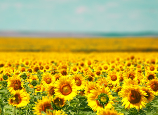 Разработка и внедрение страницы c анкетой для сбора контактных данных