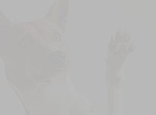 Создание блока «Похожие товары» для каталога