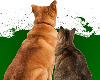 Magizoo.ru — кейс интеграция с OZON