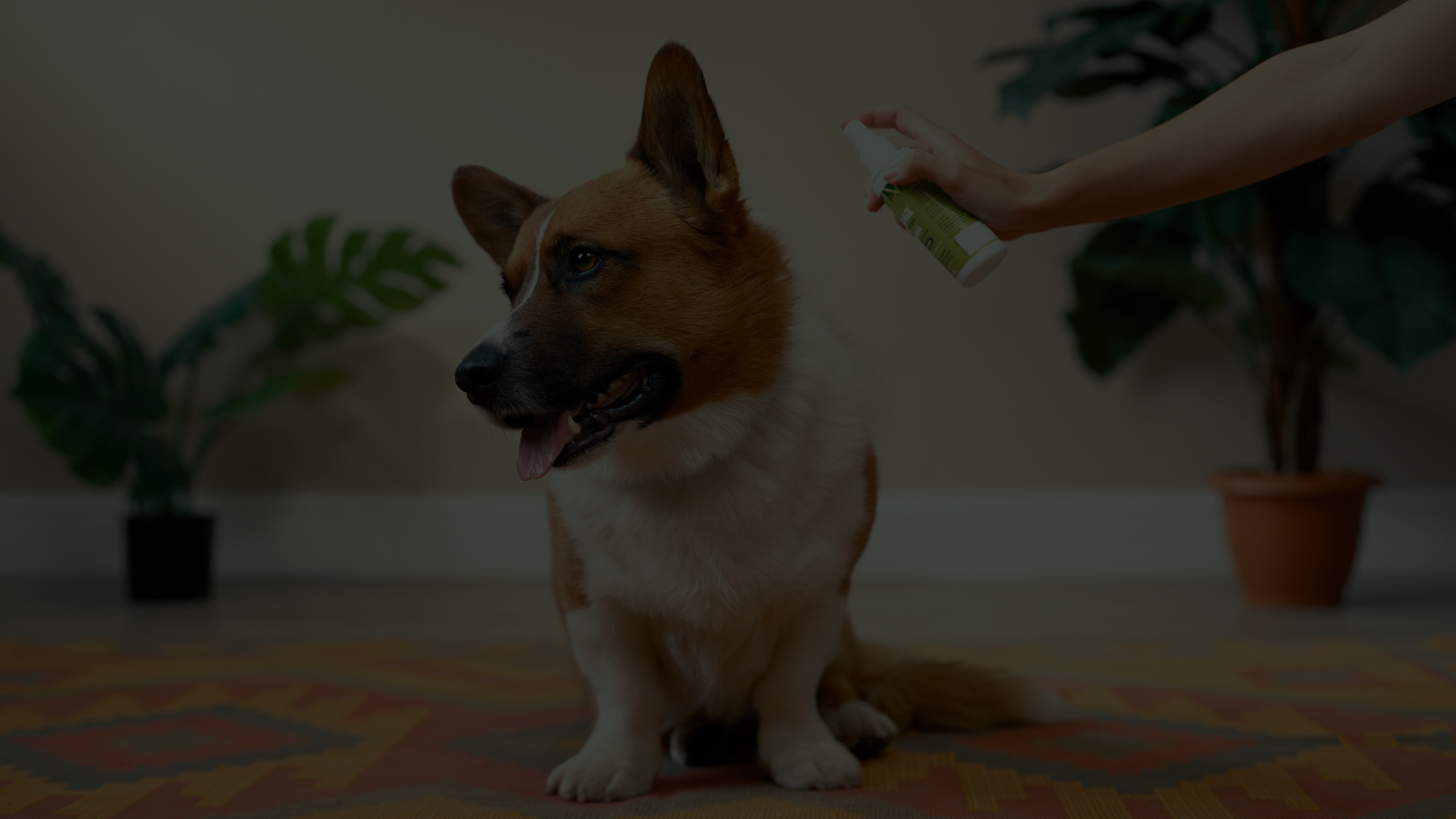 Компания «Апиценна»