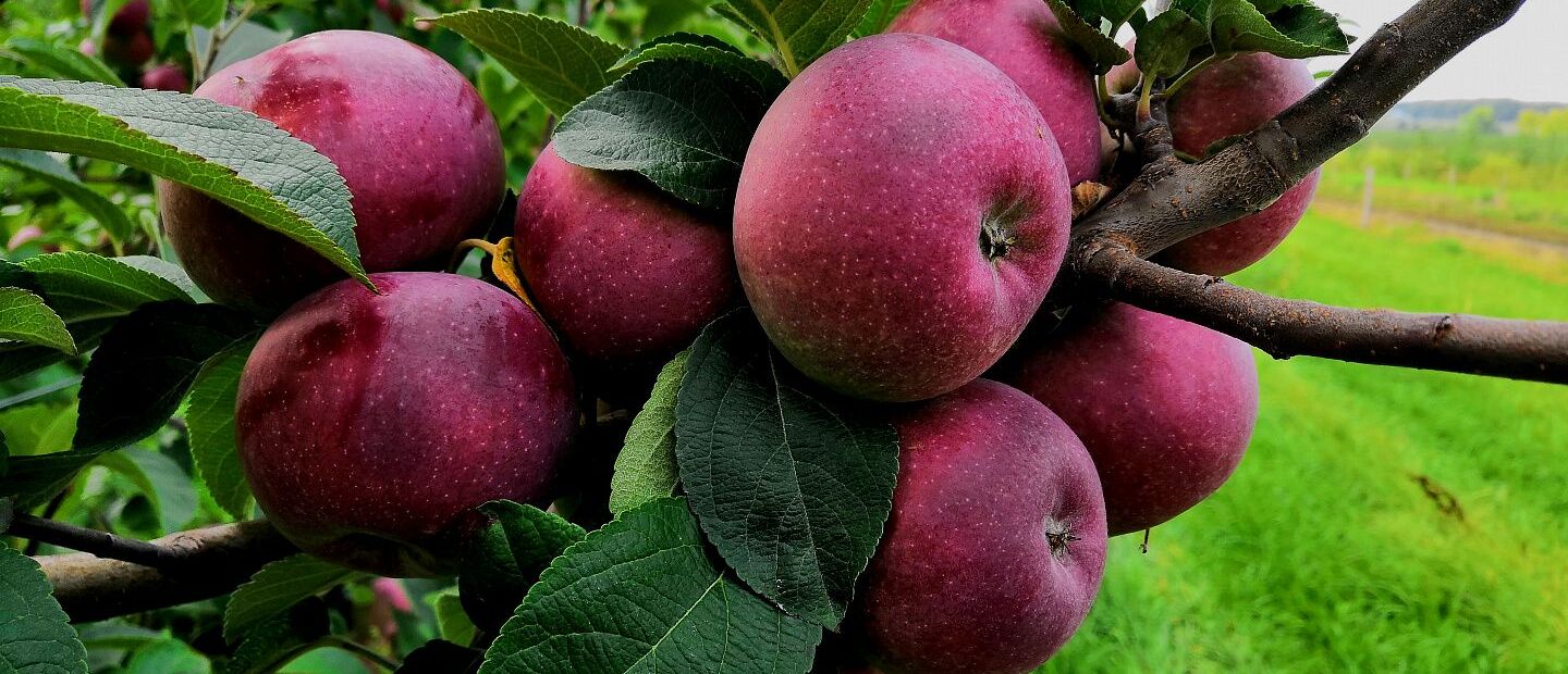 КОМПАНИЯ «ГК «КРАСНИНСКИЕ САДЫ»