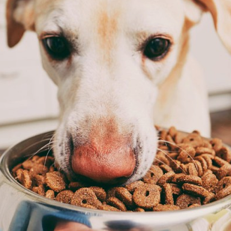 Компания «Magizoo»