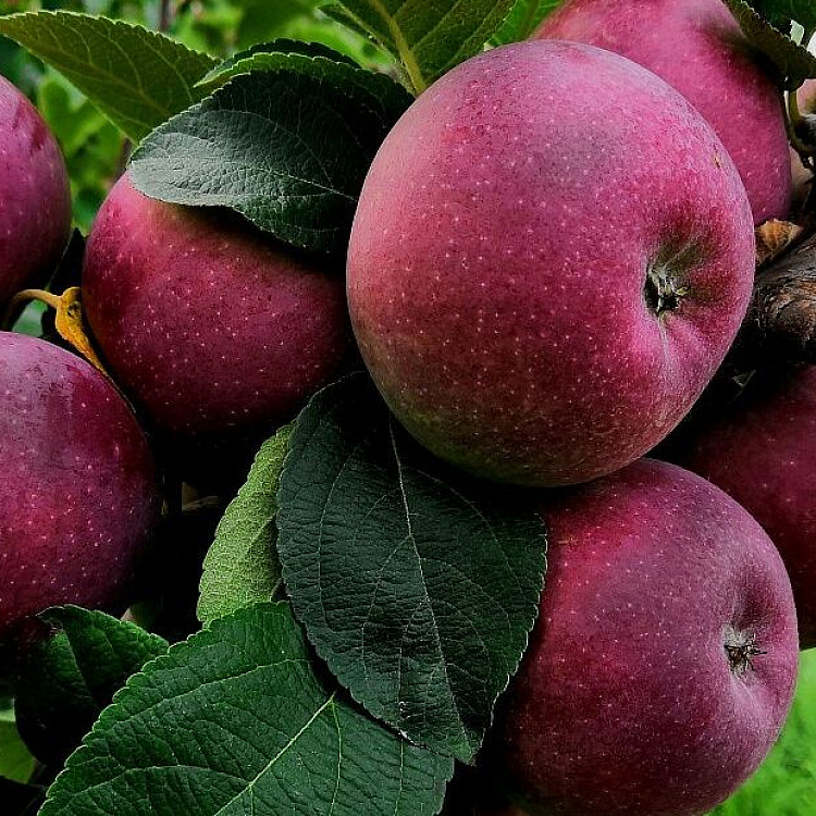 КОМПАНИЯ «ГК «КРАСНИНСКИЕ САДЫ»