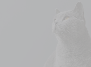 Оптимизация скорости загрузки сайта