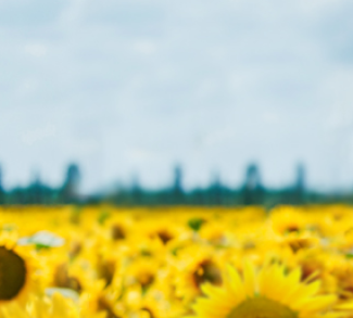 Верстка сайта agroex.ru, интеграция с сервисом погоды meteoblue.com