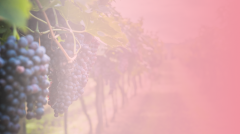 ООО "ВИНО И ГАДЖЕТЫ"